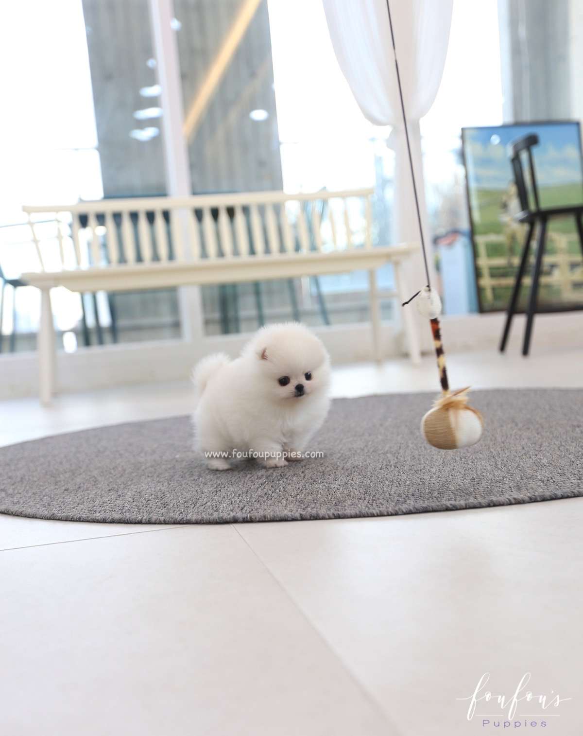 Souflé - Pomeranian F.