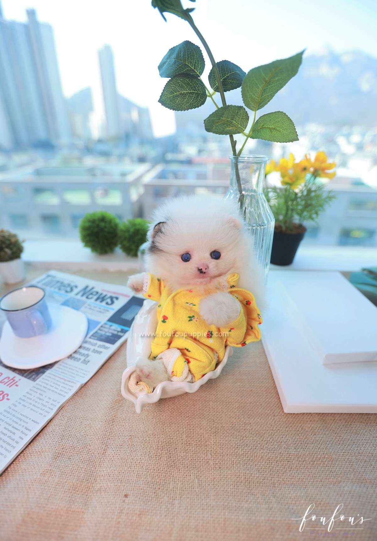 Yogi - Pomeranian M.