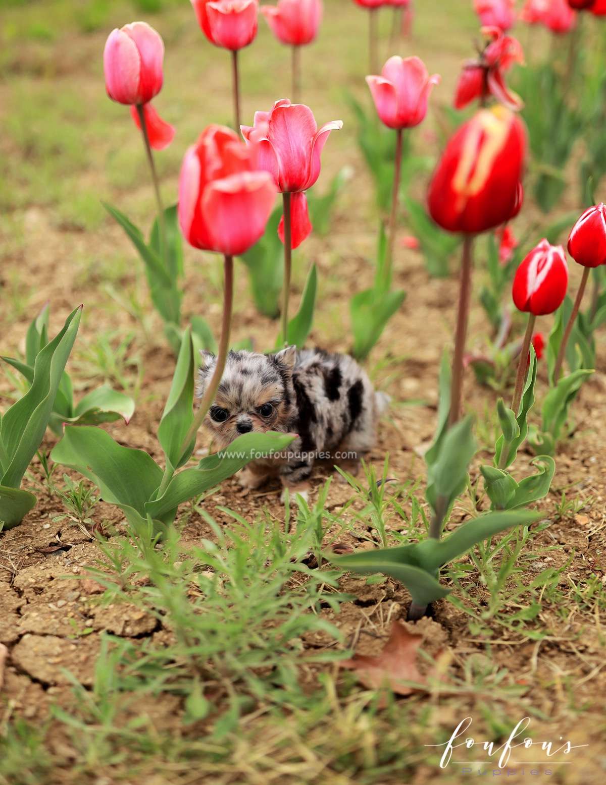 Pinky - Chihuahua M.