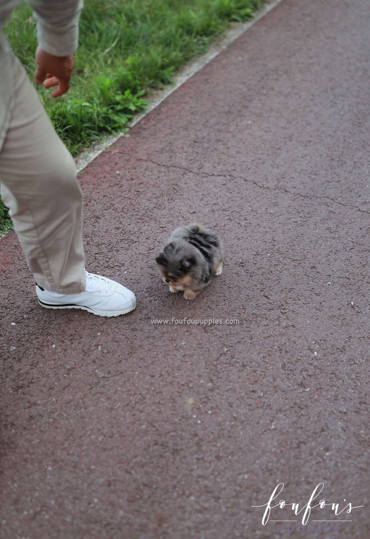 Sky - Pomeranian F.