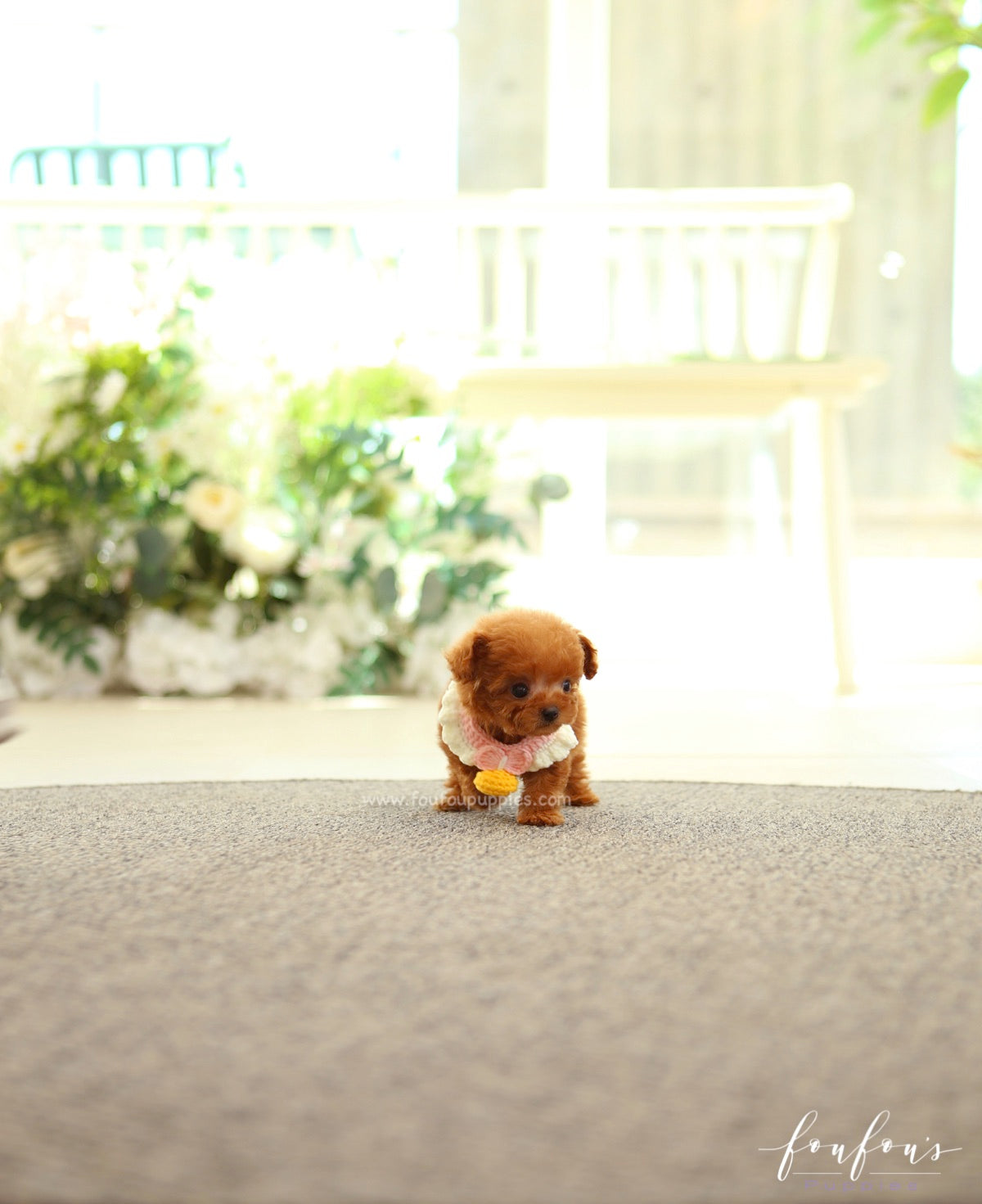 Pooh - Poodle M.