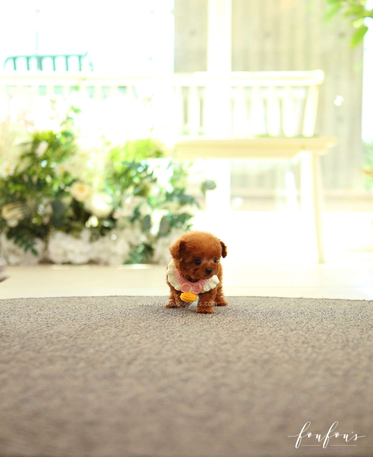 Pooh - Poodle M.