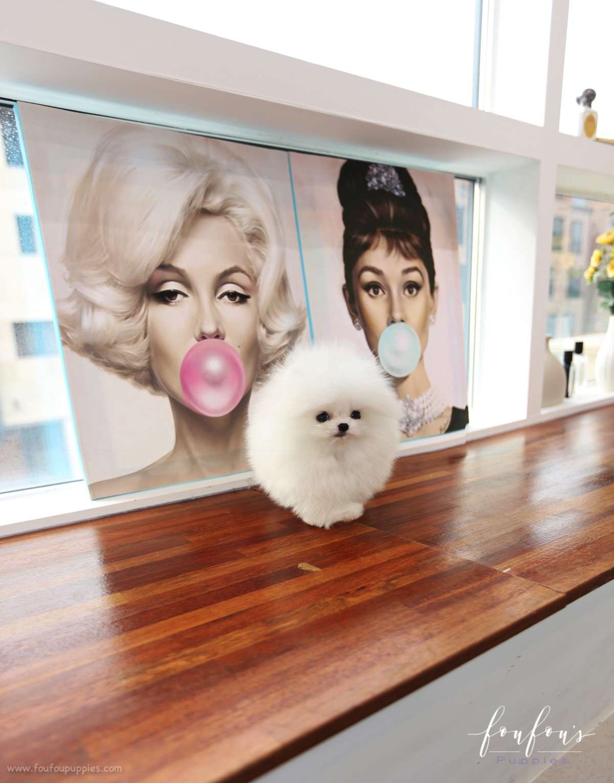 Toby - Pomeranian M.