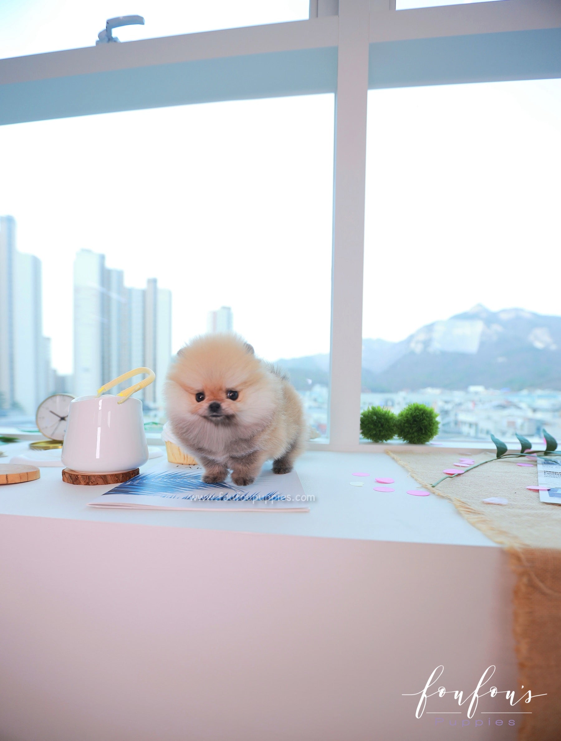 Valencia - Pomeranian F.
