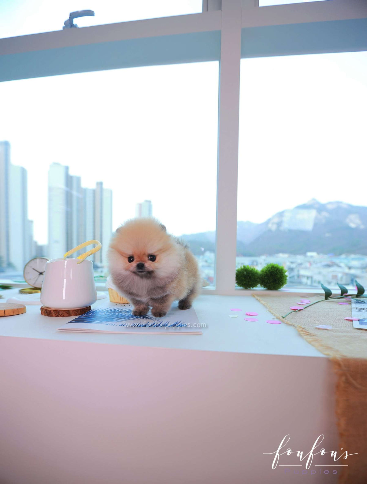 Valencia - Pomeranian F.