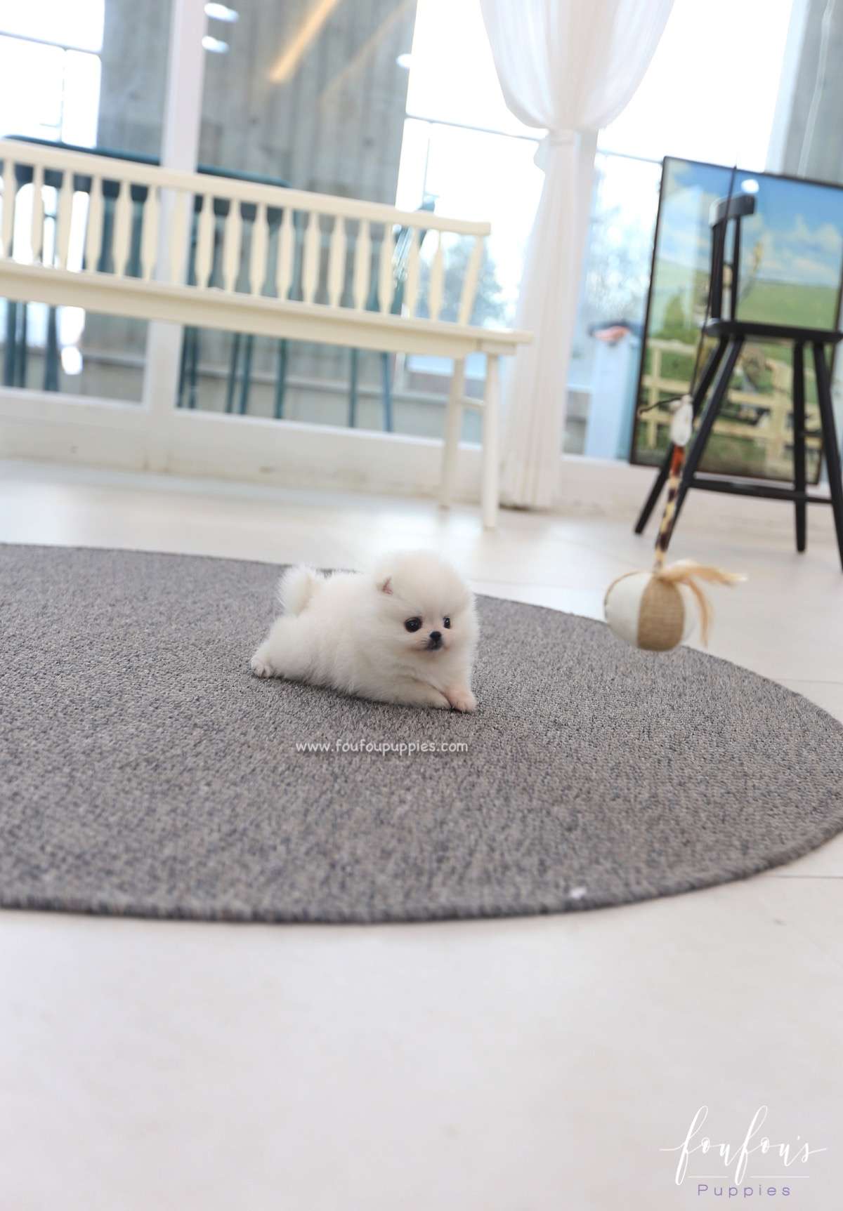 Souflé - Pomeranian F.