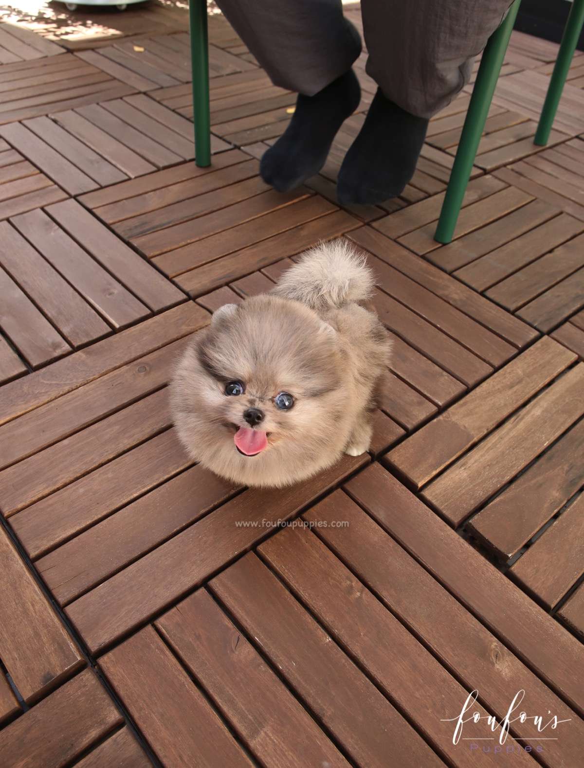 Belle - Pomeranian F.