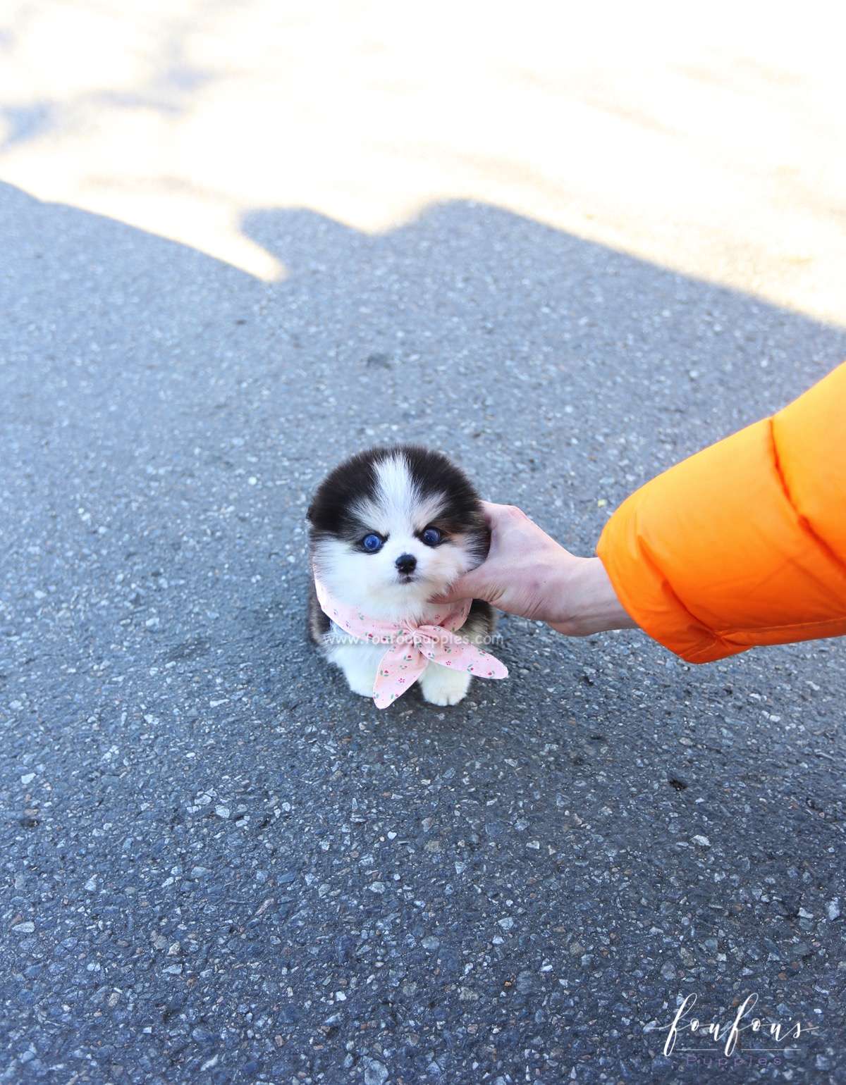 Zeus - Pomsky M.