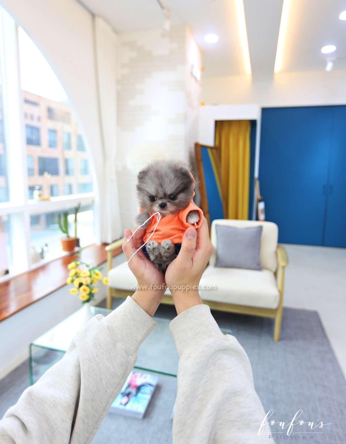 Snookie - Pomeranian M.