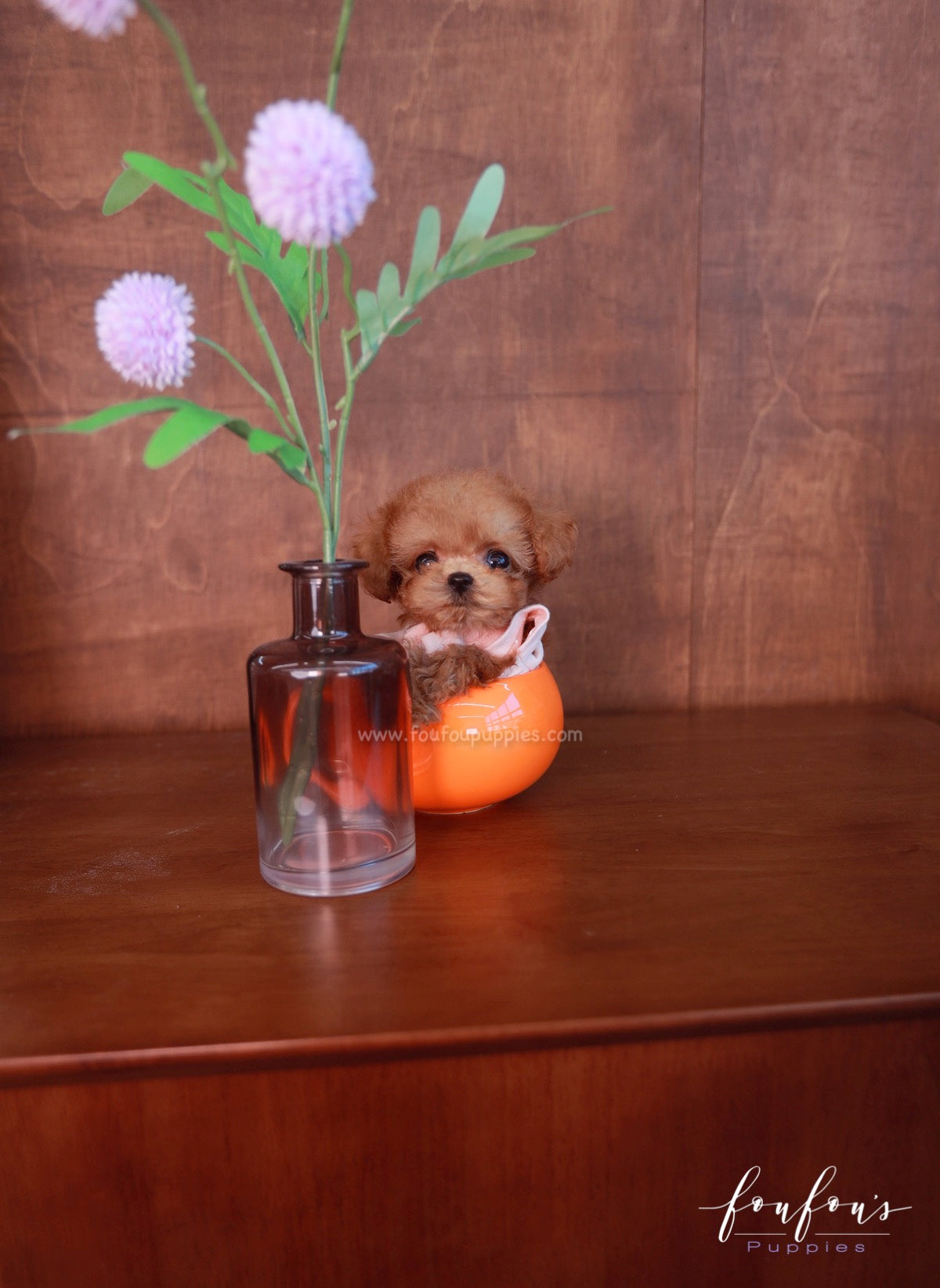Pluto - Poodle M.