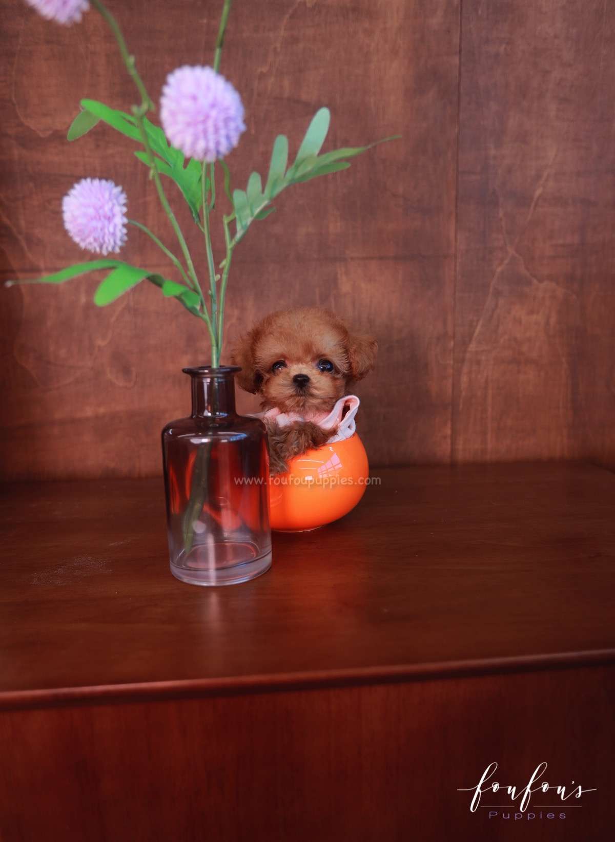 Pluto - Poodle M.