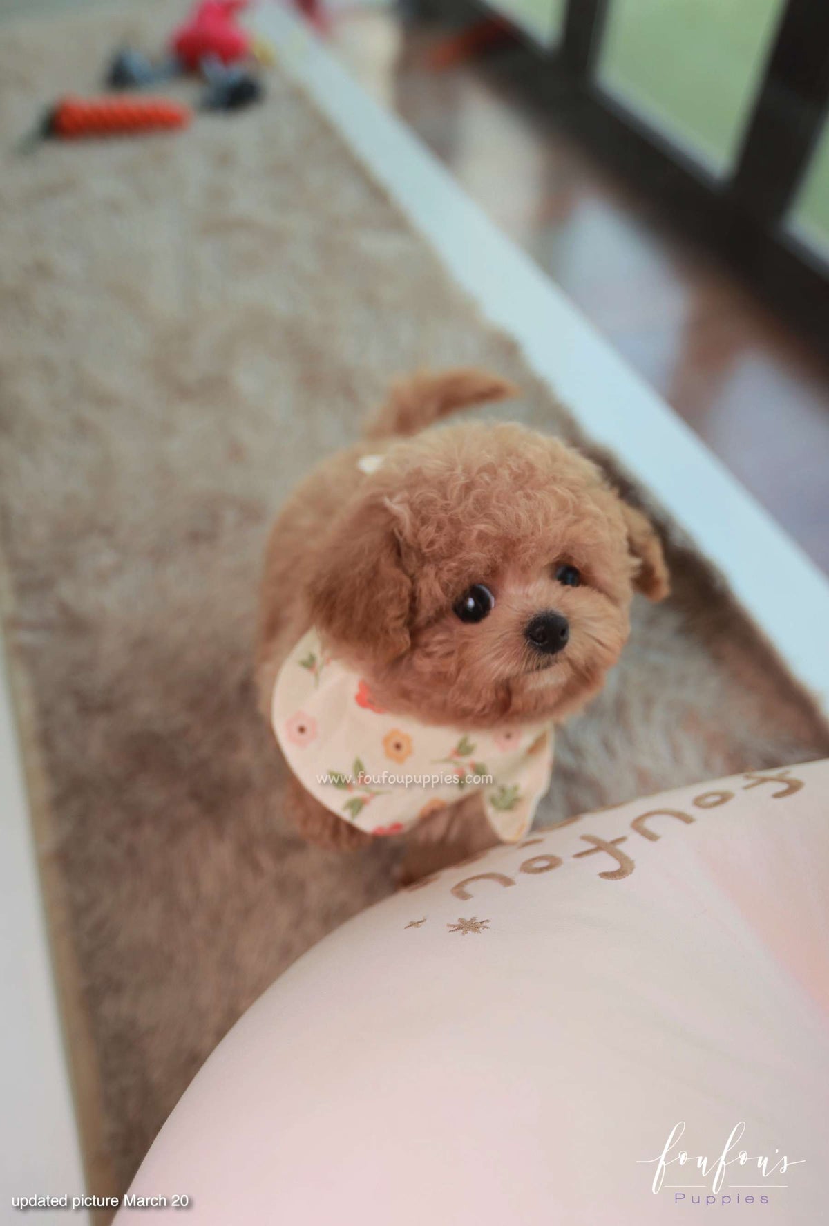 Muffin - Maltipoo M.