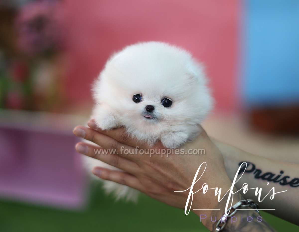 Zitto - Pomeranian M.