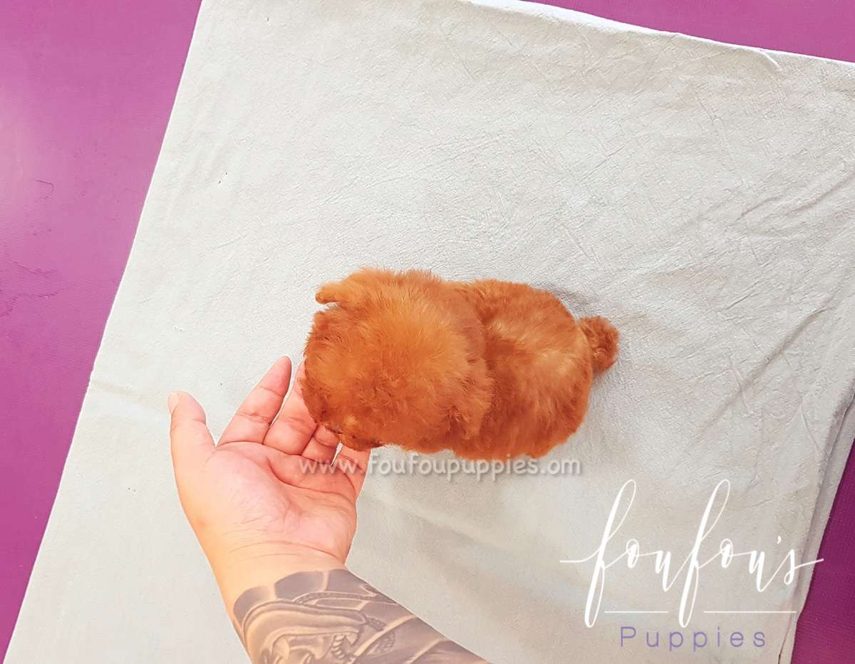 Nugget - Poodle M.