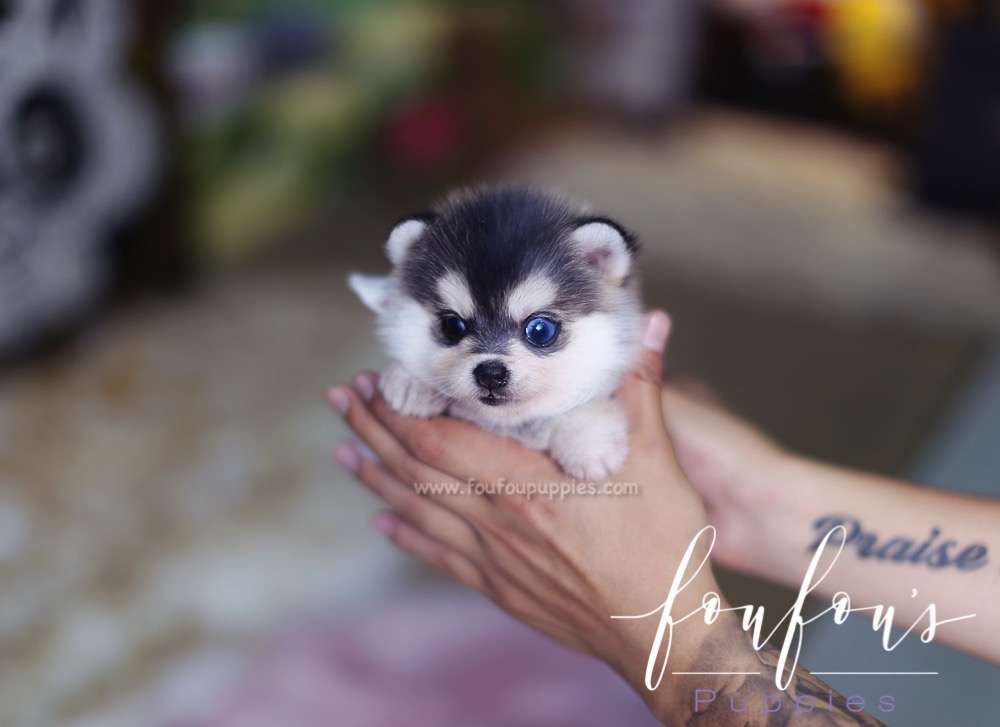 Zeus - Pomsky M.