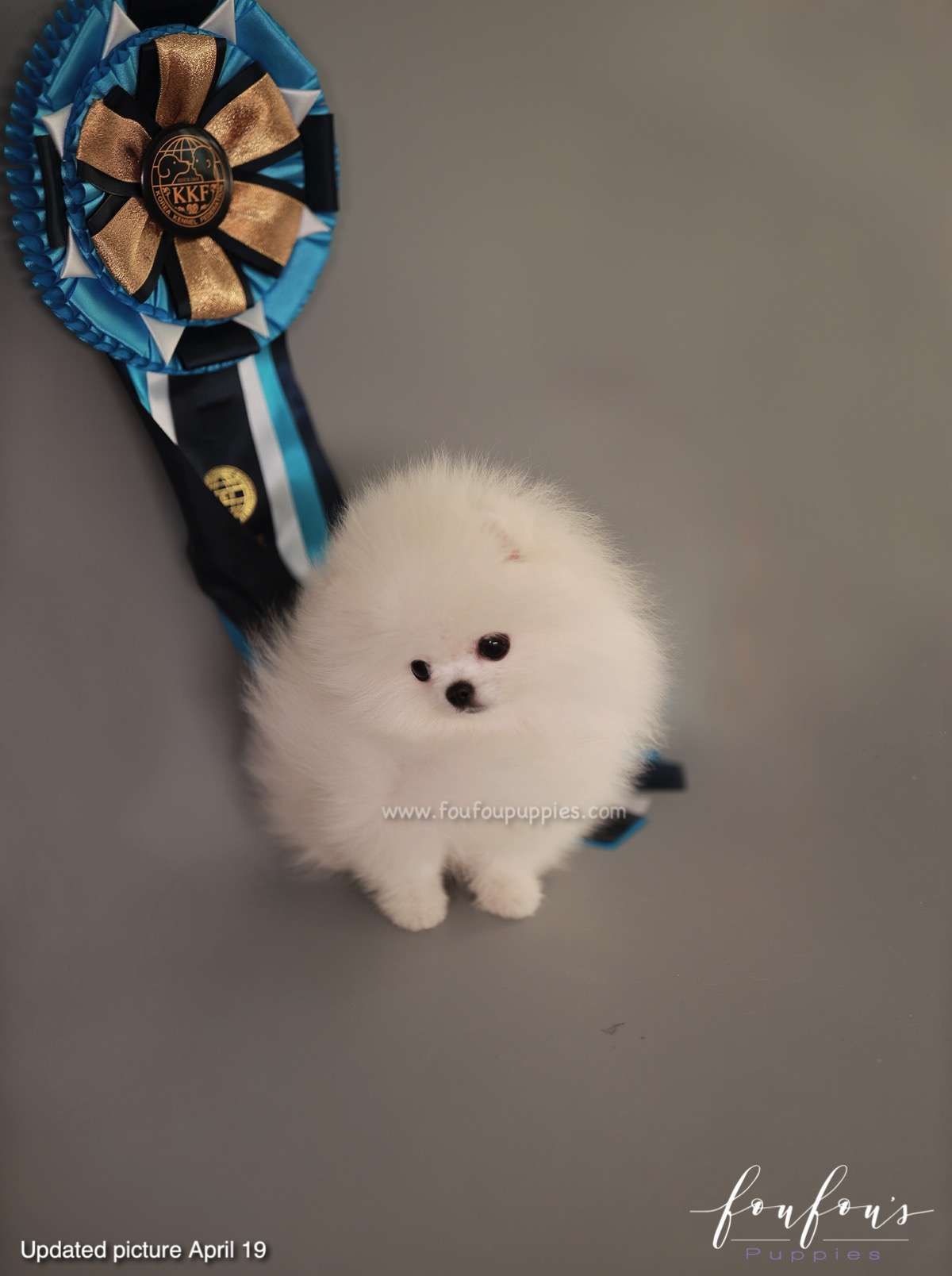Loki - Pomeranian M.