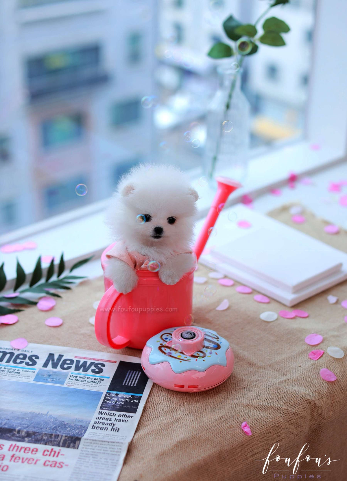 Gigi - Pomeranian F.