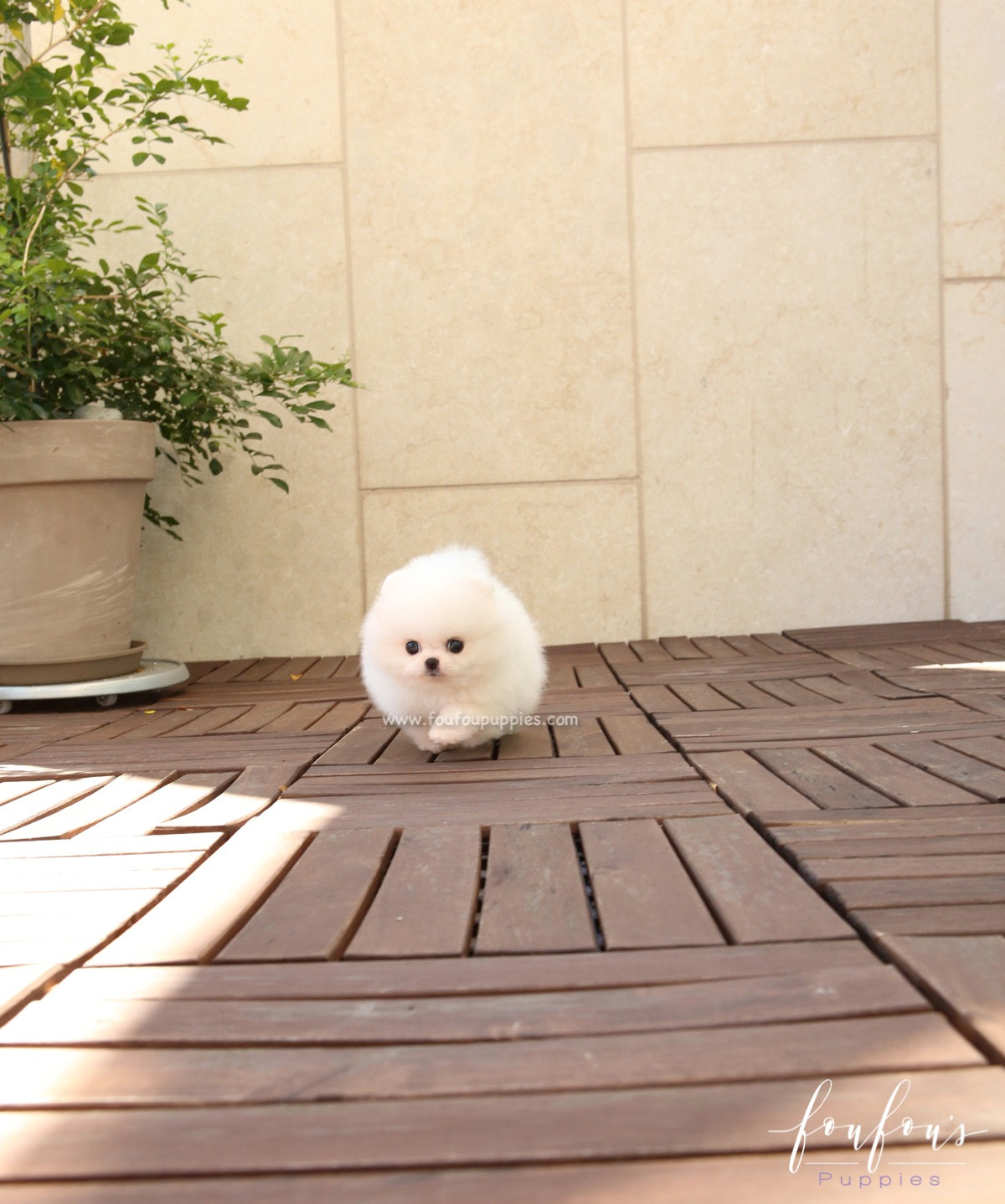 BooBoo - Pomeranian M.