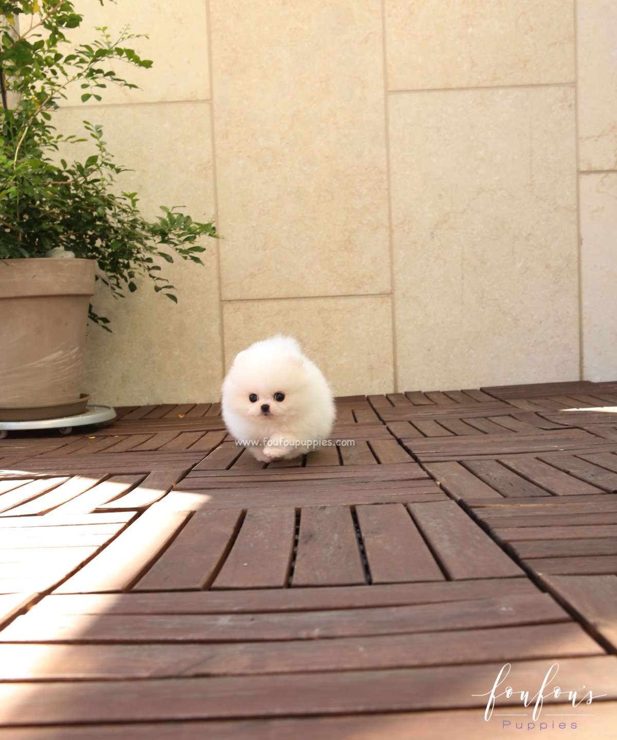 BooBoo - Pomeranian M.