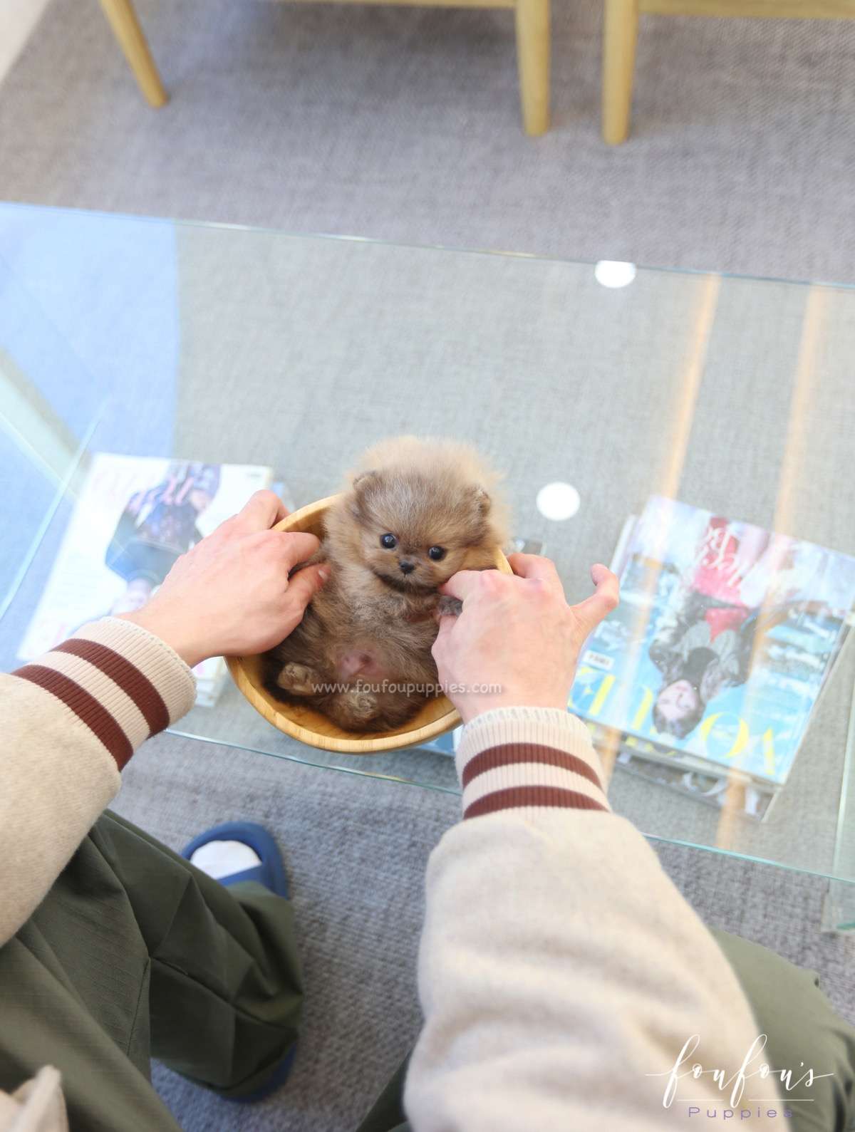 Butterball - Pomeranian M.