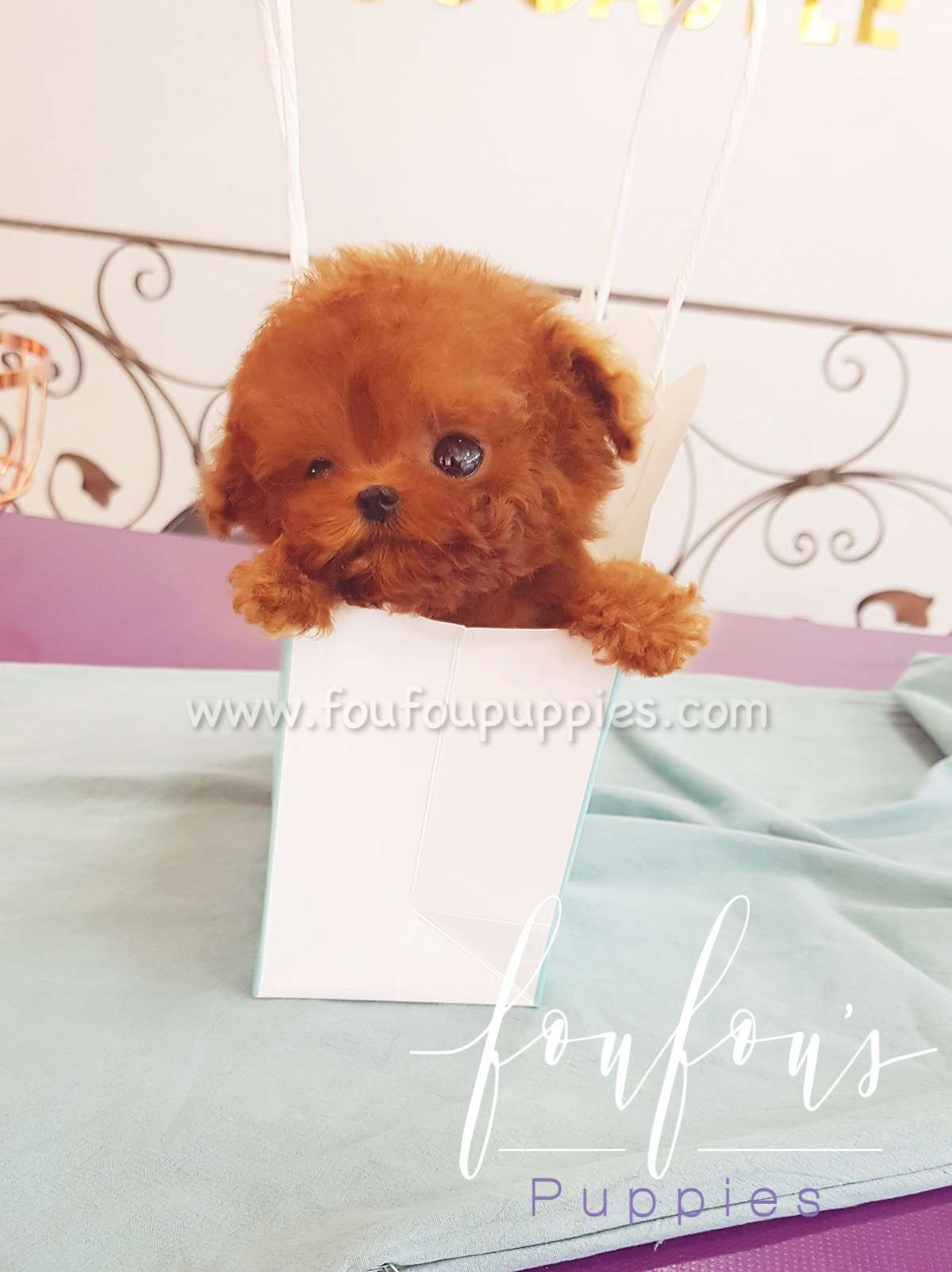 Nugget - Poodle M.