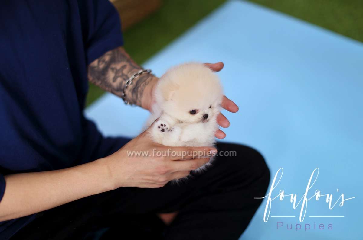 Peanut - Pomeranian M.