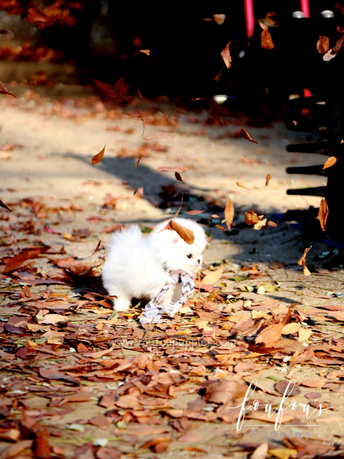 Pinky - Pomeranian F.