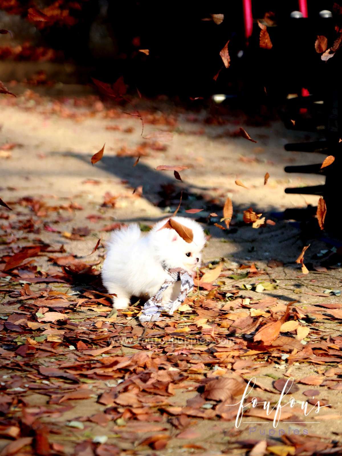 Pinky - Pomeranian F.