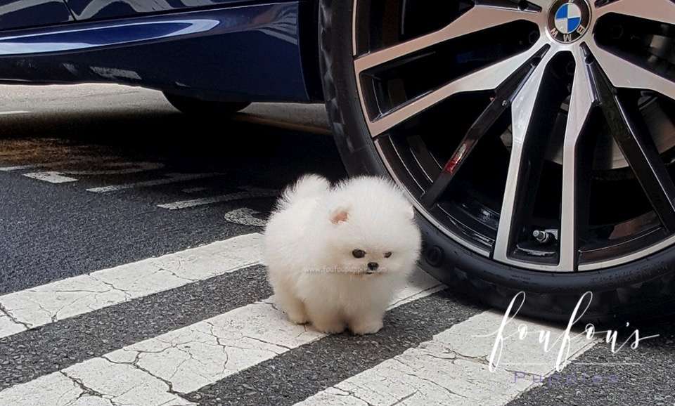 Bello - Pomeranian M.