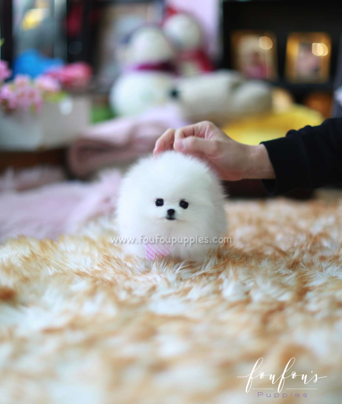 Gidget - Pomeranian F.