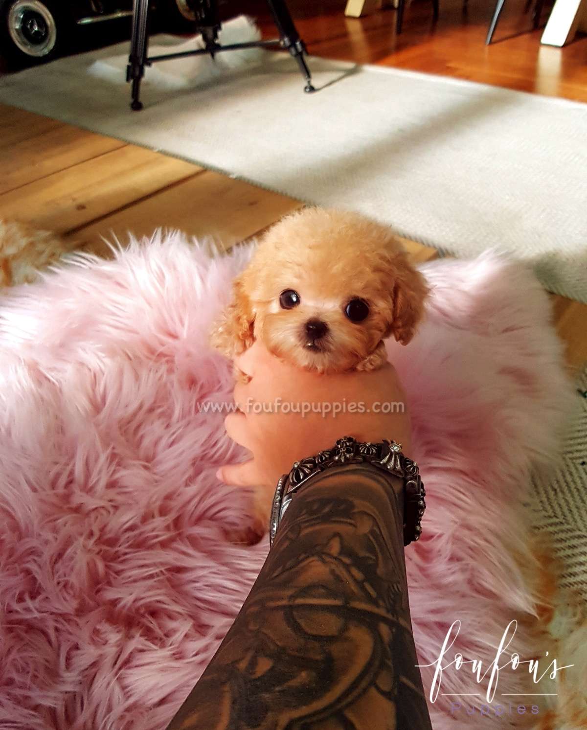Daisy - Poodle F.