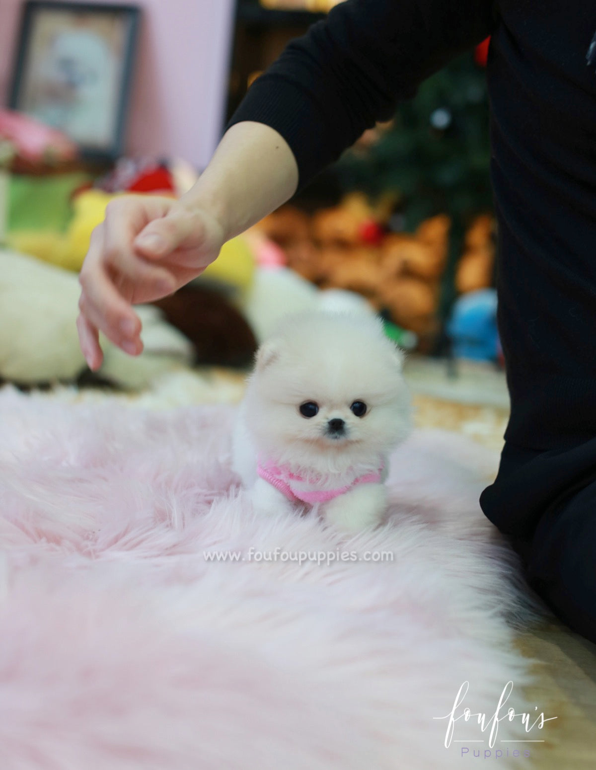 Pinky - Pomeranian F.