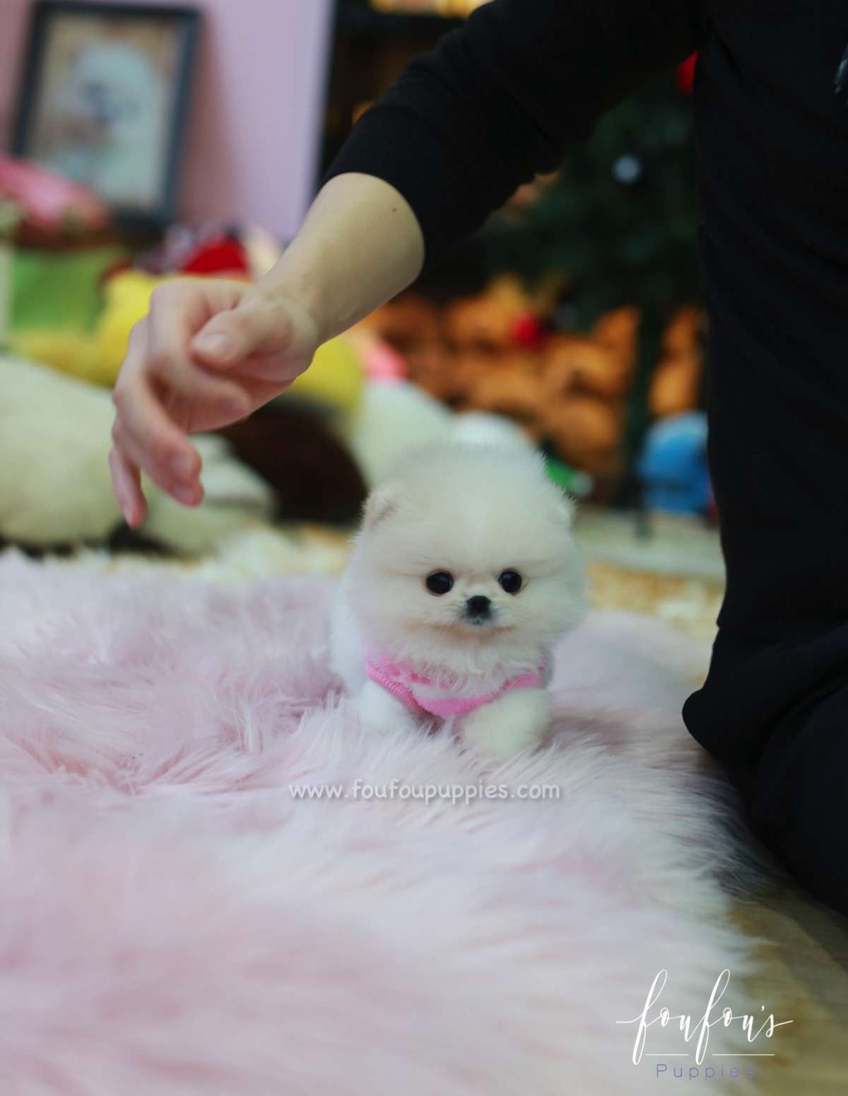 Pinky - Pomeranian F.