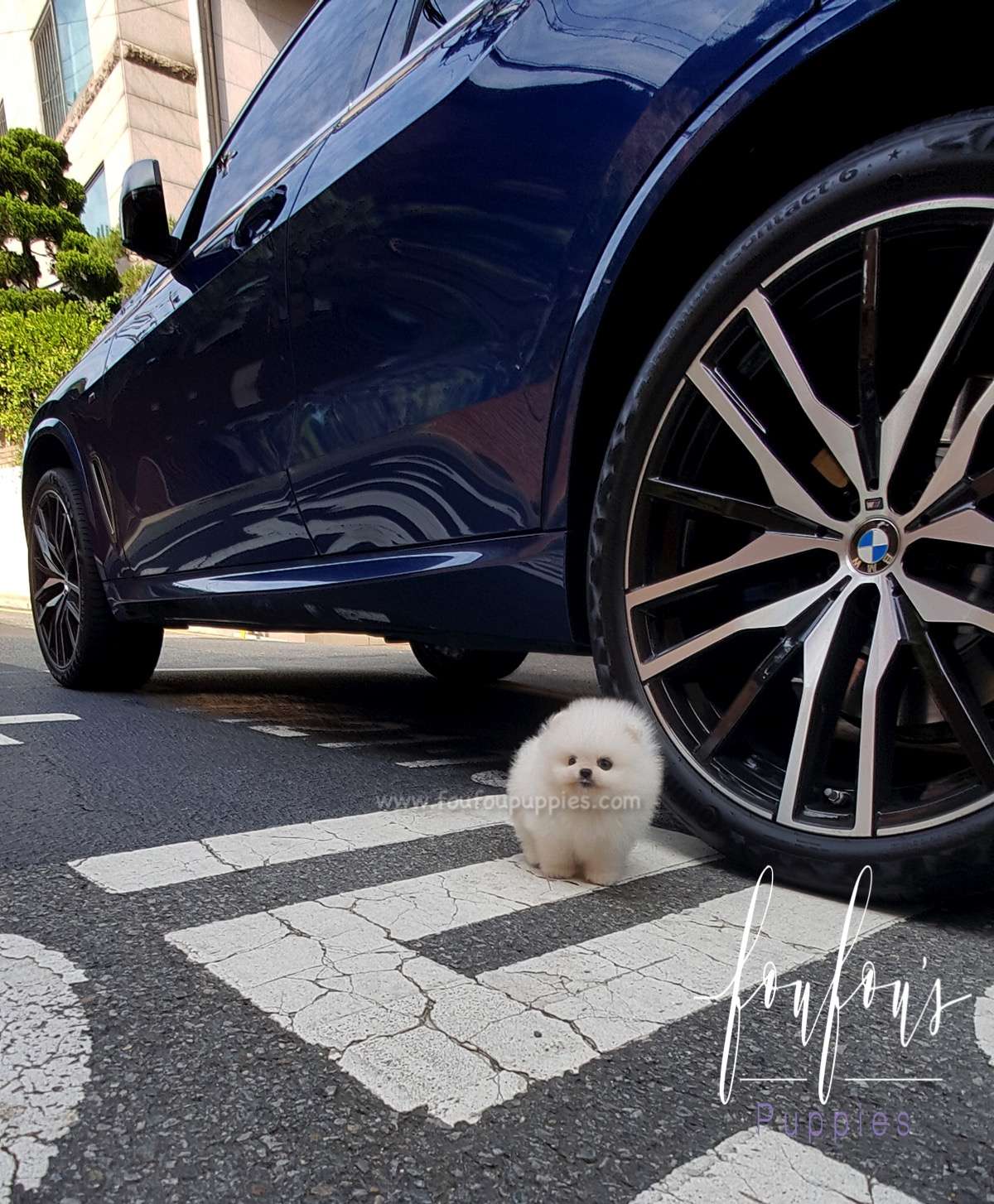 Bello - Pomeranian M.