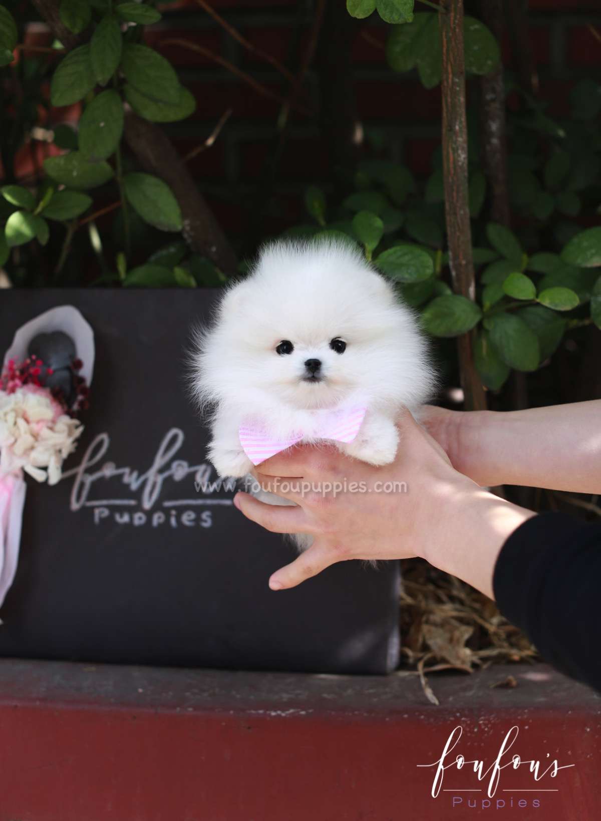 Gidget - Pomeranian F.