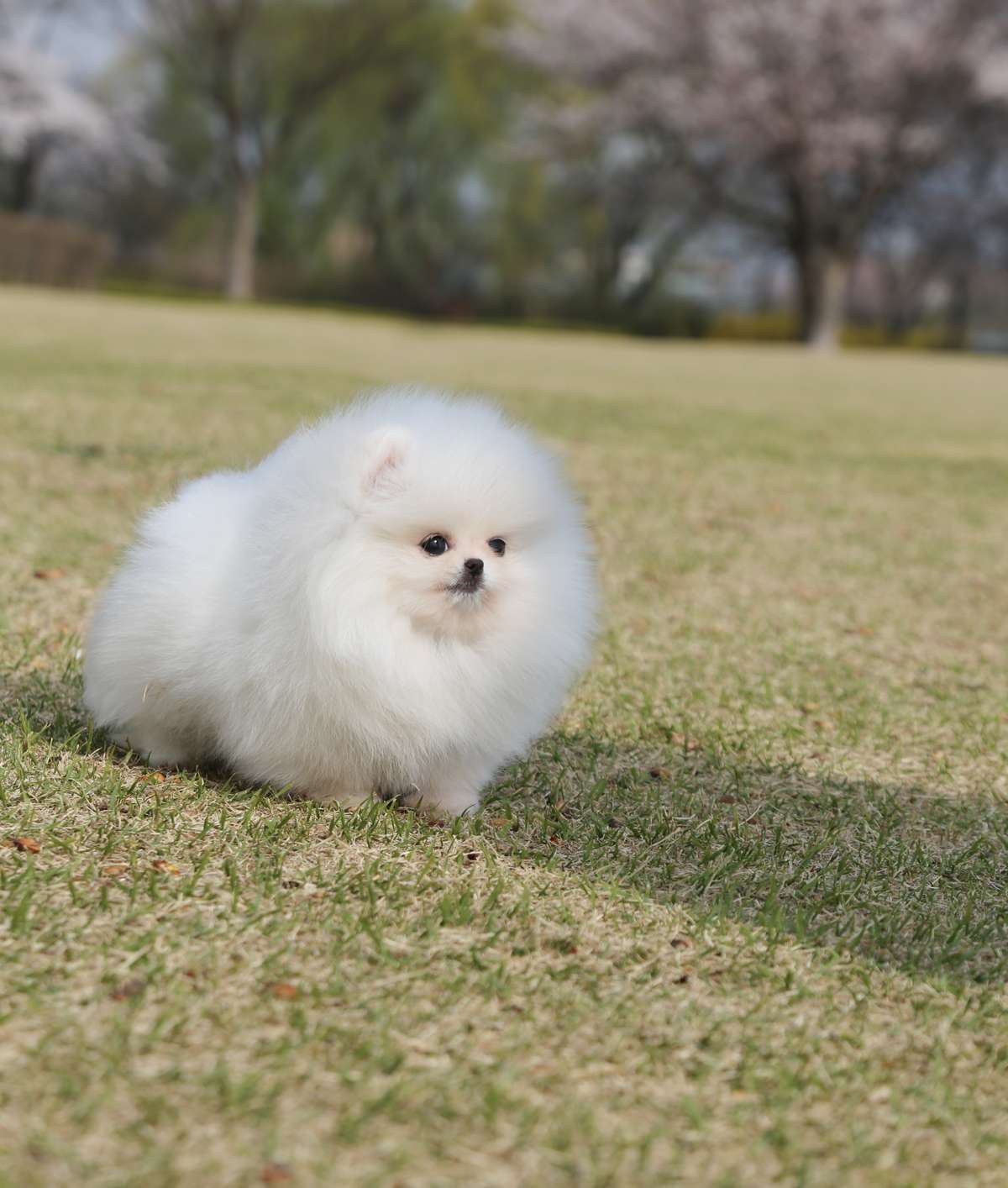 Cookie - Pomeranian F.