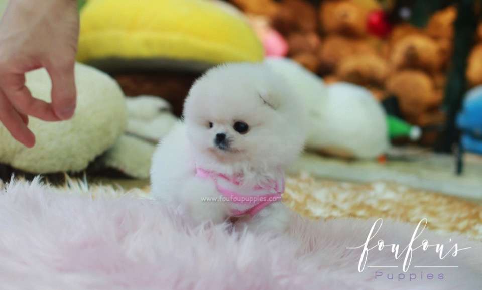 Pinky - Pomeranian F.