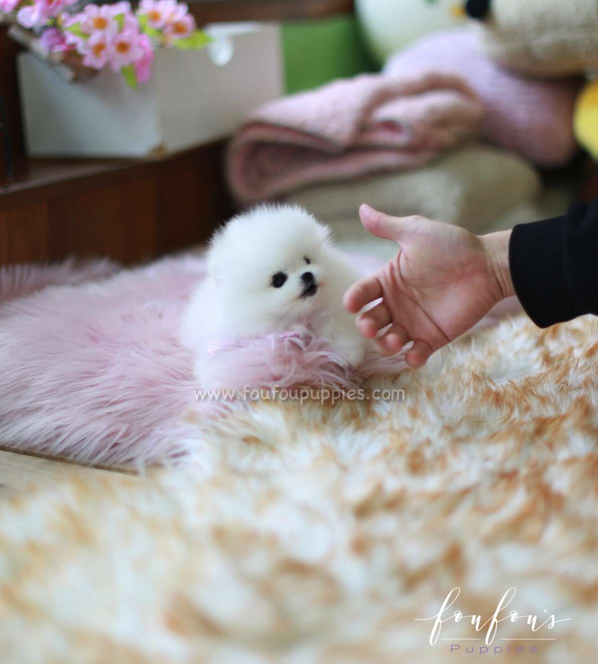 Gidget - Pomeranian F.