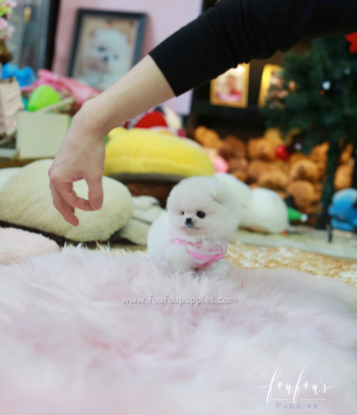 Pinky - Pomeranian F.