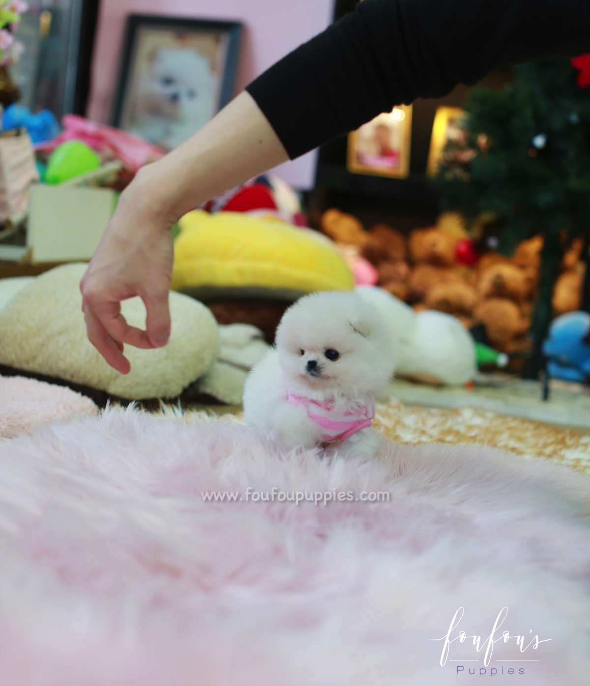 Pinky - Pomeranian F.