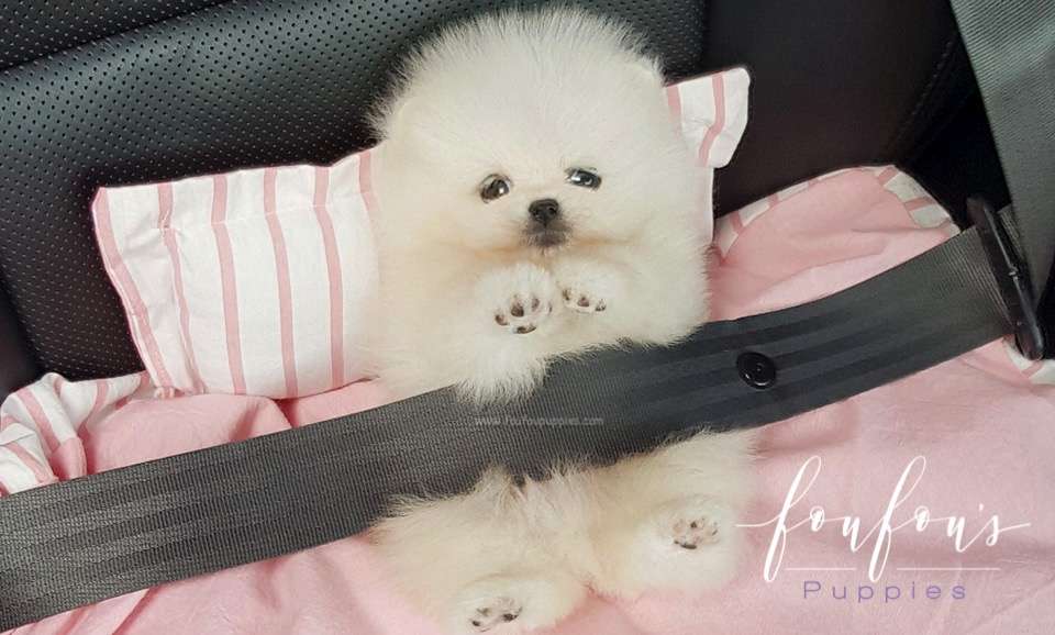 Bello - Pomeranian M.