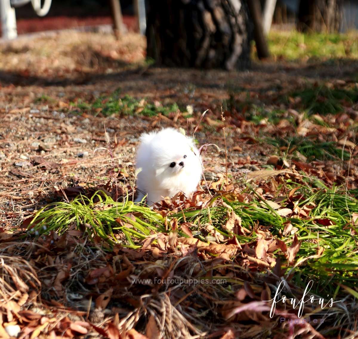 Pinky - Pomeranian F.