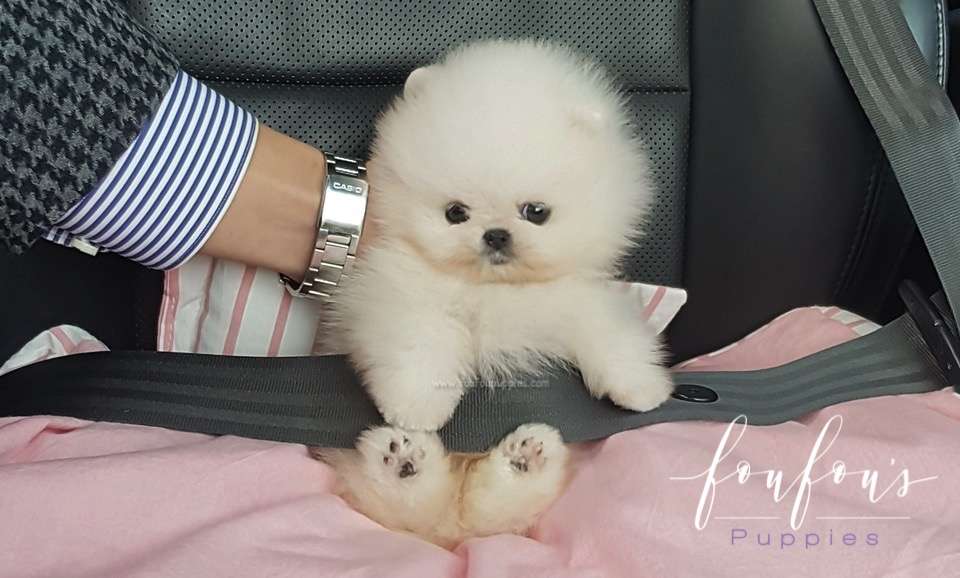 Bello - Pomeranian M.