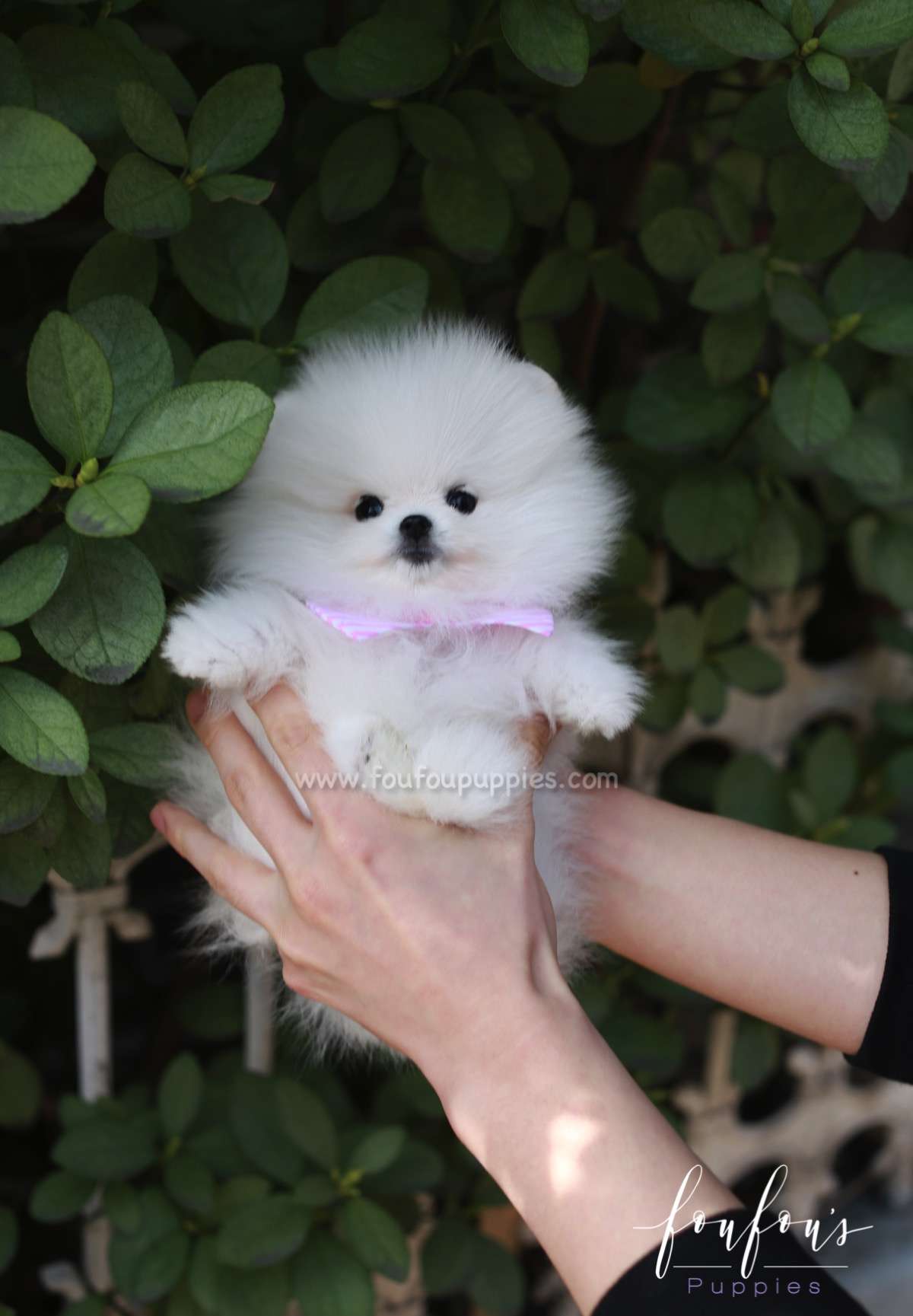 Gidget - Pomeranian F.