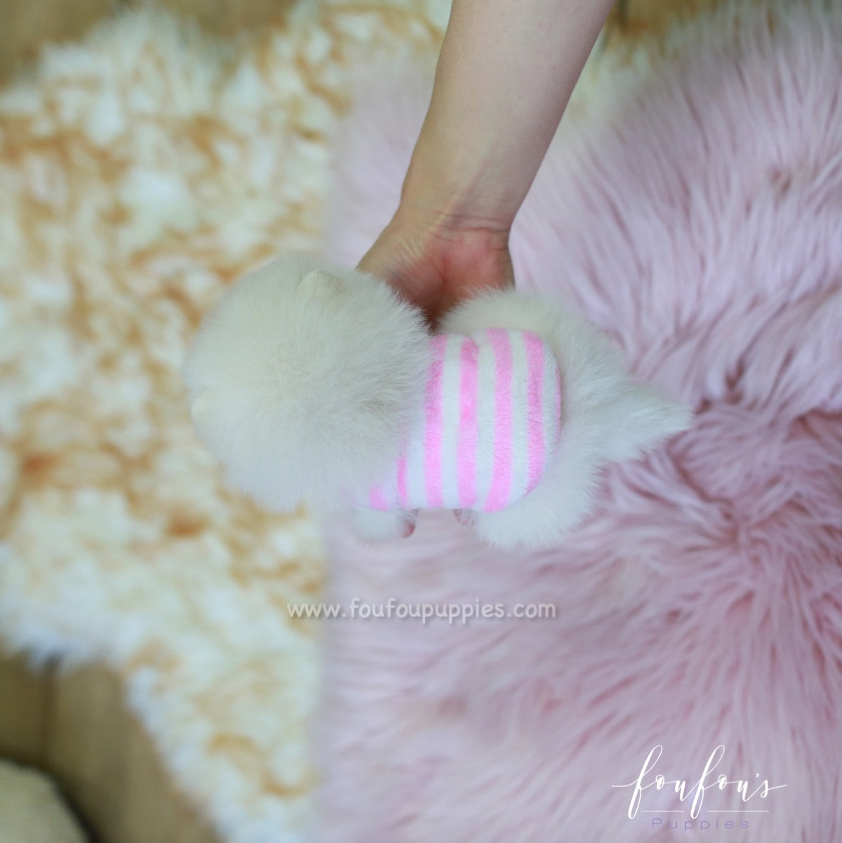 Pinky - Pomeranian F.