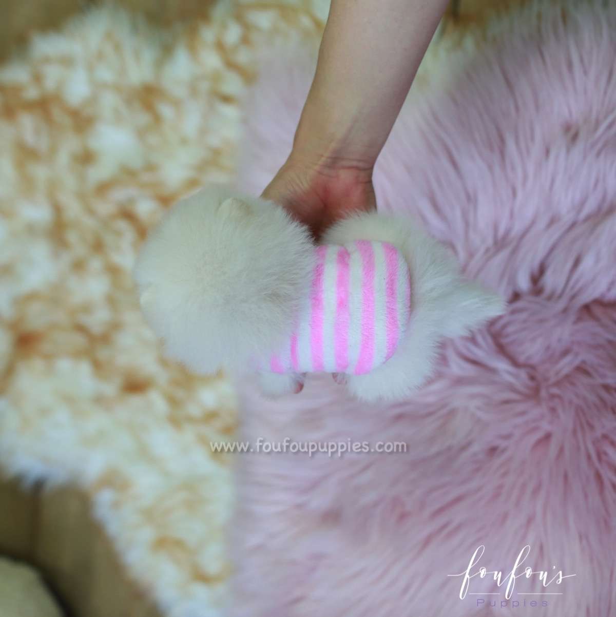 Pinky - Pomeranian F.