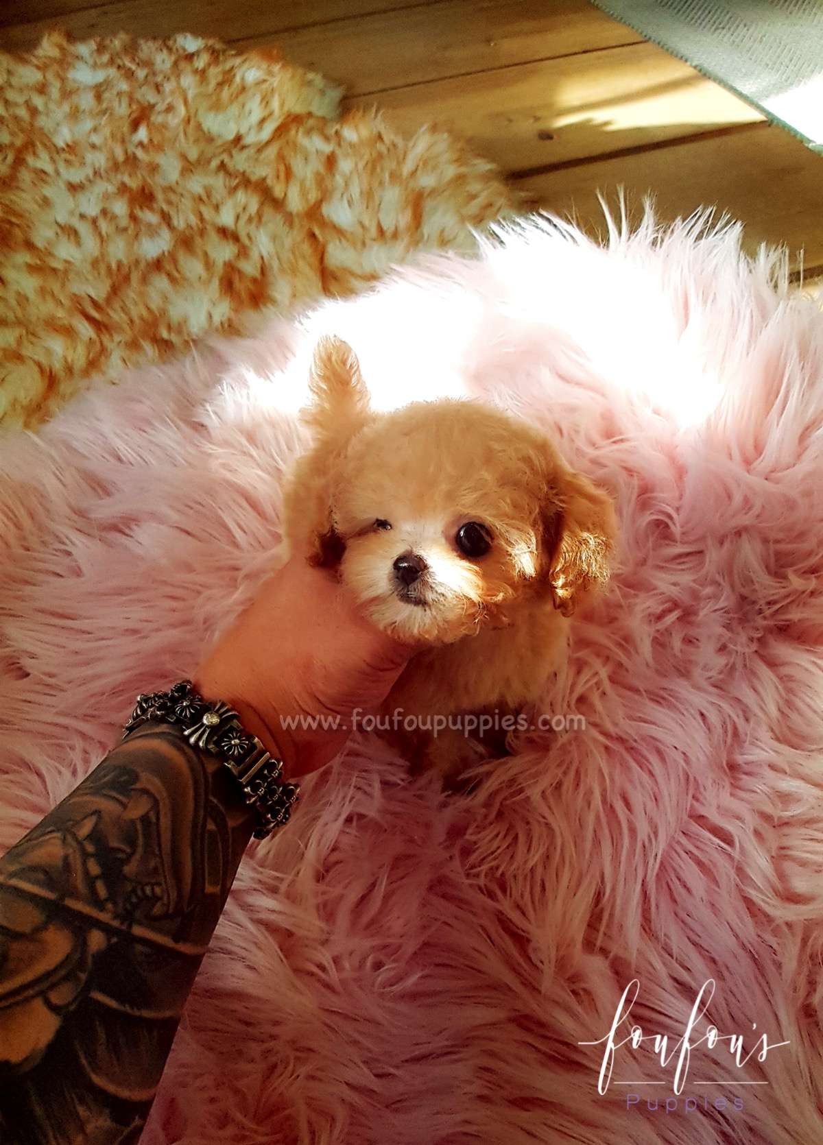 Daisy - Poodle F.