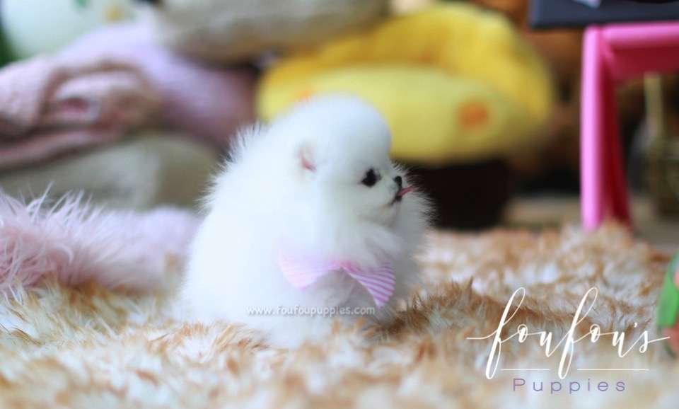Gidget - Pomeranian F.