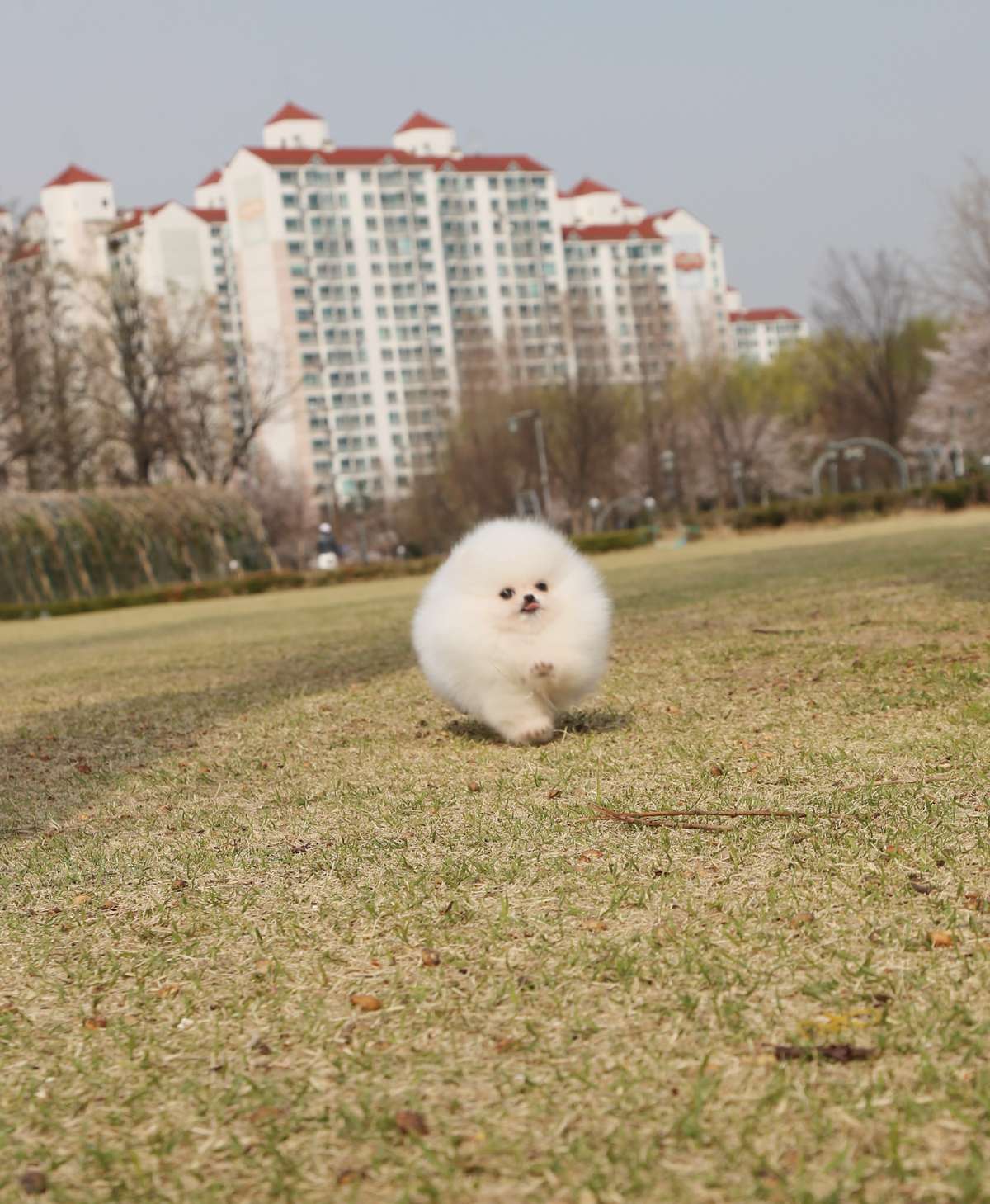 Cookie - Pomeranian F.
