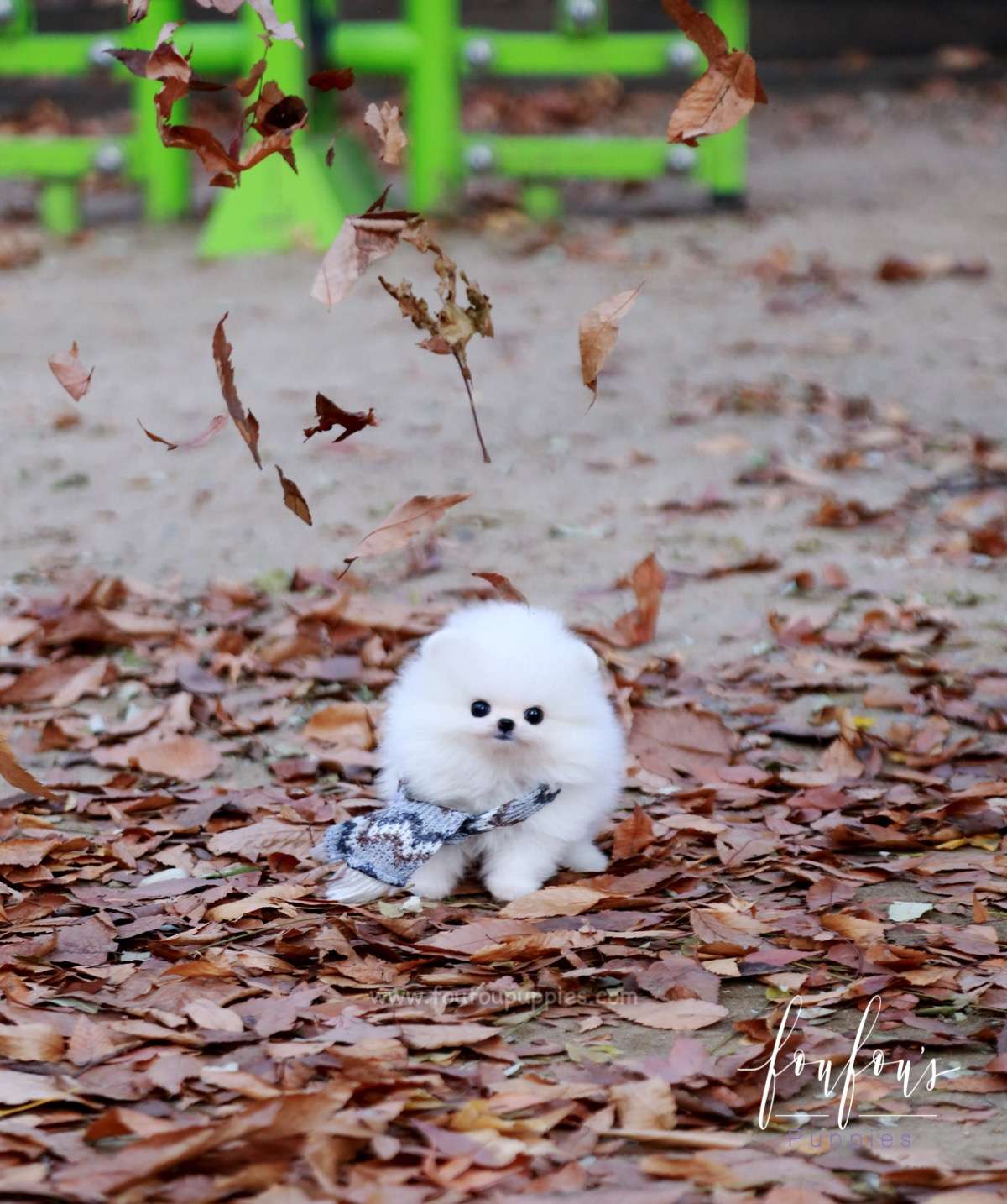 Pinky - Pomeranian F.